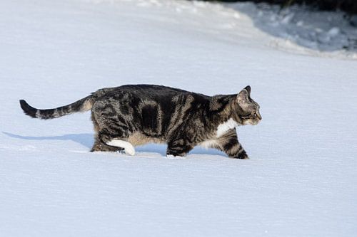 Deep snow doesn't stop the cat from going on the hunt