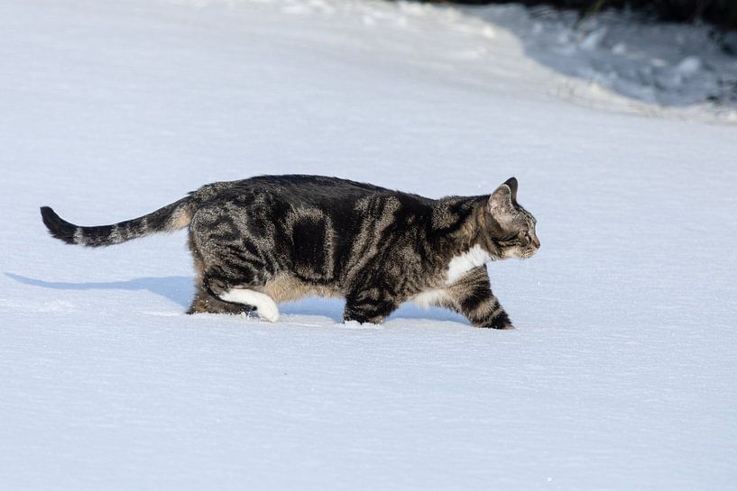 La neige profonde n'empêche pas le chat d'aller sur le jadg par Harald Schottner