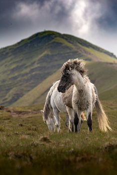 Wild horses on Pen y Fan, Wales, UK