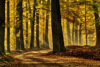 Zonneharpen in herfstbos