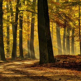 Sun harps in autumn forest by Gerrit Kosters