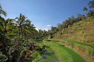 detail van een Tegalalang rijstterras in Ubud, Bali, Indonesië