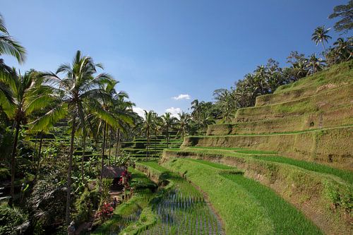 detail of a Tegalalang rice terrace in Ubud, Bali, Indonesia
