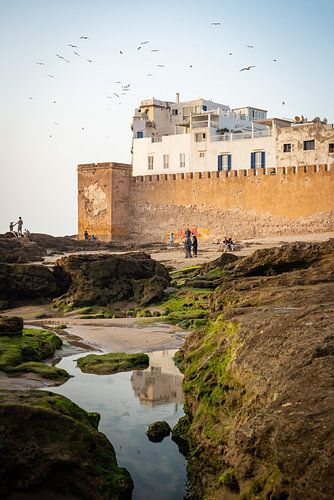 Meeuwen vliegen boven Essaouira in het avondlicht