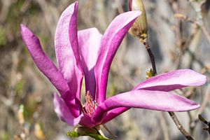 Magnolie (Magnolia liliiflora)