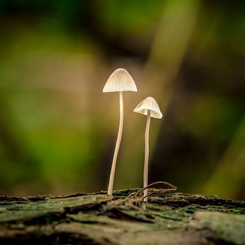 Herfst taferelen 2019