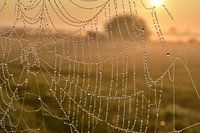Sprookjesachtige zonspkomst in de polder.