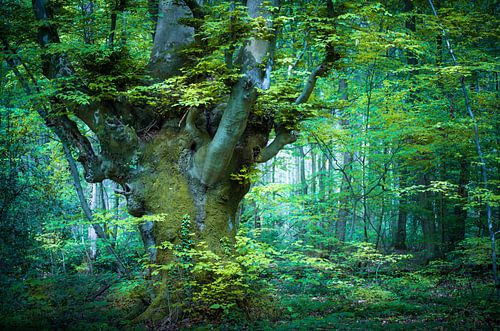 Lentegroen bij de oude beuk Schneitel