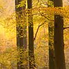Golden yellow (dark trunks with golden yellow leaves against yellow larches in the background) by Birgitte Bergman