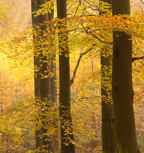 Jaune d'or (troncs foncés avec feuilles jaunes d'or sur fond de mélèzes jaunes) par Birgitte Bergman