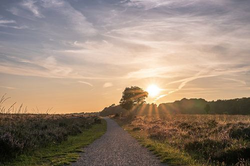 Planken Wambuis part 22