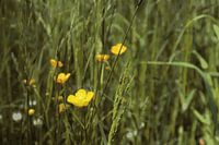 Buttercup
