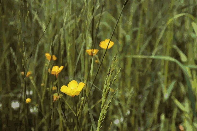 Buttercup by Be Joan