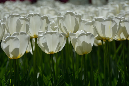 glass tulips