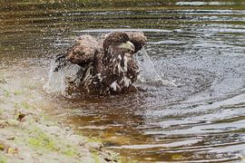 Pygargue à queue blanche de l'Europe sur Loek Lobel
