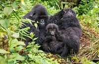 Group of mountain gorillas with baby