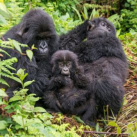 Group of mountain gorillas with baby by Corno van den Berg