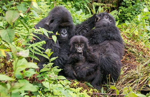 Gruppe von Berggorillas mit Baby