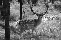 deer waterleidingduinen black and white