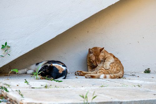 Ein Stück griechische Gelassenheit