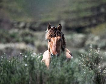 Sorraia Hengst