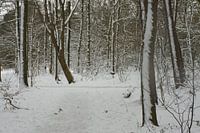 Snow on trees in forest, Netherlands, Roosendaal