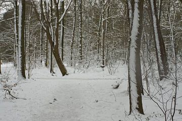 Sneeuw op bomen in bos, Nederland, Roosendaal van Wies Van Erp