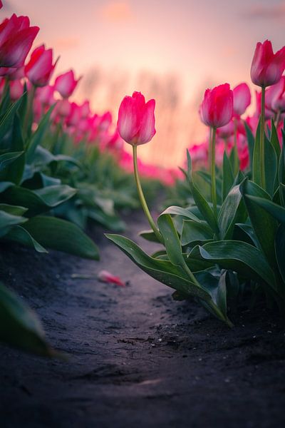 Tulip in Dutch tulip field by Sidney van den Boogaard