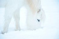 Un cheval islandais dans la neige par Elisa in Iceland Aperçu