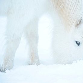 Icelandic horse in the snow by Elisa in Iceland