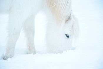 Icelandic horse in the snow