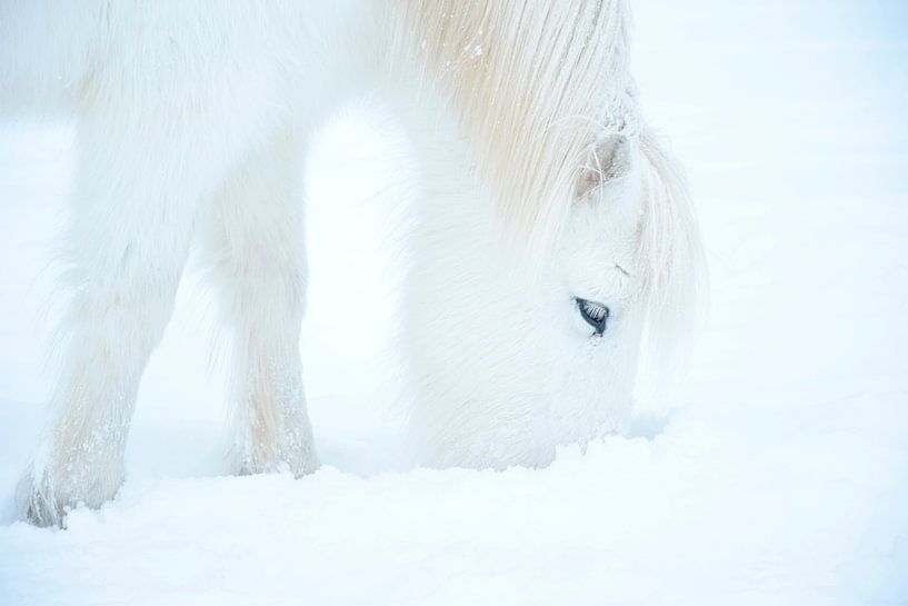 Un cheval islandais dans la neige par Elisa in Iceland