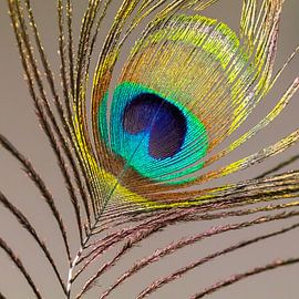 Peacock feather by Evelyne Renske