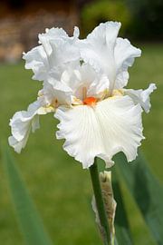Iris, Iris barbata