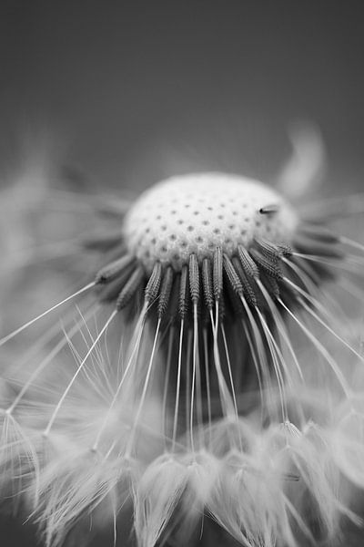 Serene dandelion by Astrid Brouwers