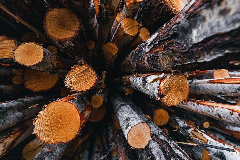 Stacked tree trunks in Sweden by Martijn Smeets