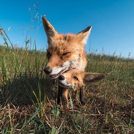 Twee vossen in het gras. Een cub en een volwassen vos. van Jolanda Aalbers