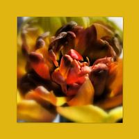 Tulipán rojo