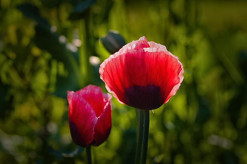 Klatschmohnblüte von Winne Köhn