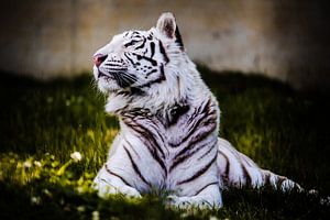 Tigre
