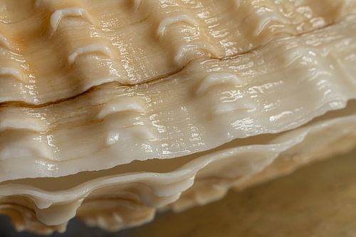 Schelpje uit het water