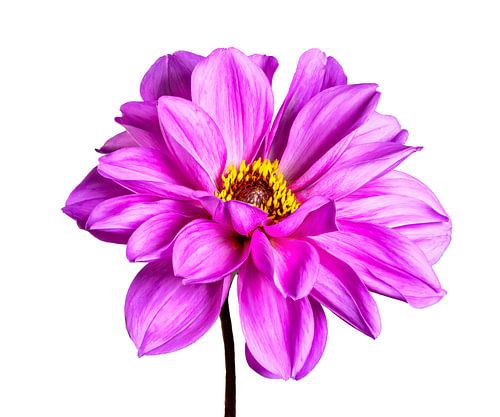 Macro d'une fleur de dahlia sur fond blanc