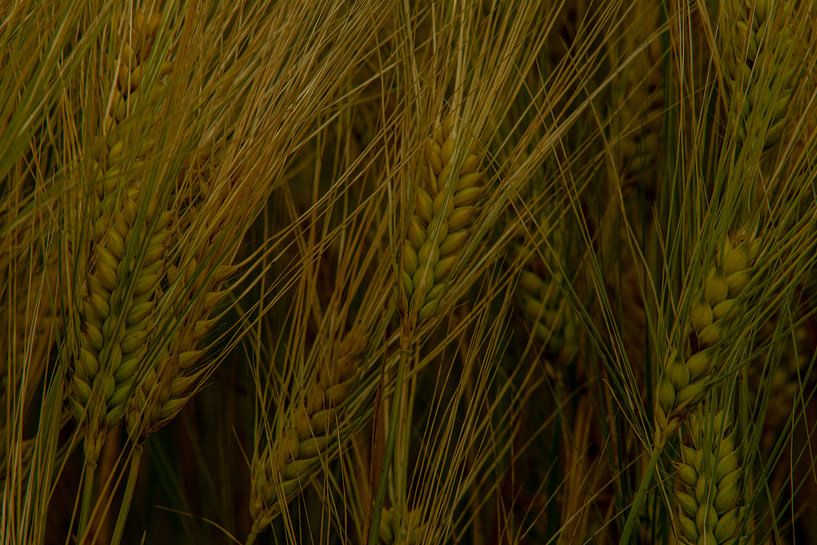 Wald Blumen Feld Landschaft Erzgebirge Städte Dörfer von Johnny Flash