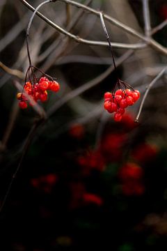 Rote Beeren in einer dunklen Ecke der Natur von AIM52 Shop