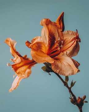 Oranje bloem (lelie) tegen een lichtblauwe achtergrond van Carla Van Iersel