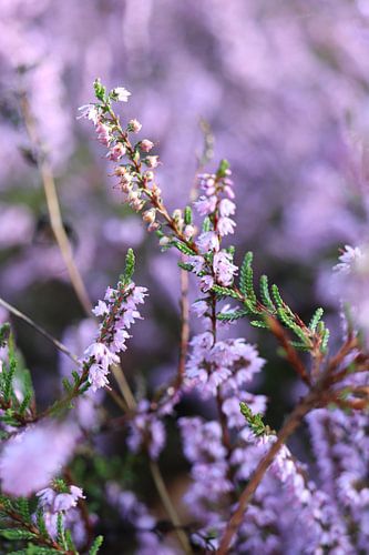 Heather in bloom