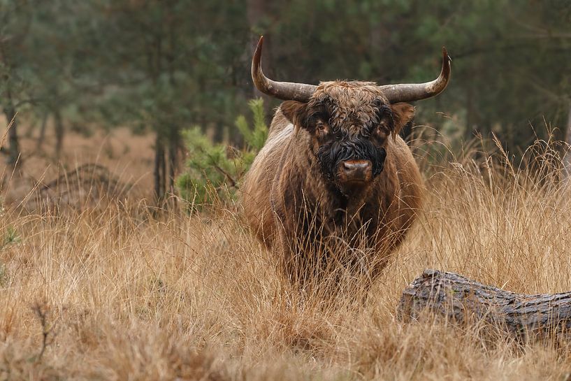 Scottish Highlander Bull by Menno Schaefer