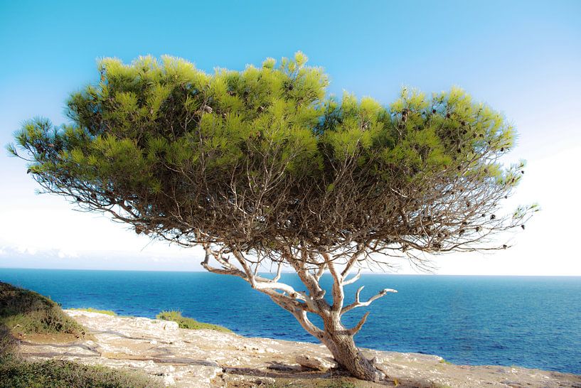 Baum an der Küste by Jürgen Hüls