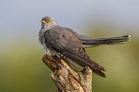 Cuckoo
