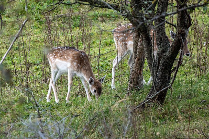 Damhirsch von Maaike Krimpenfort